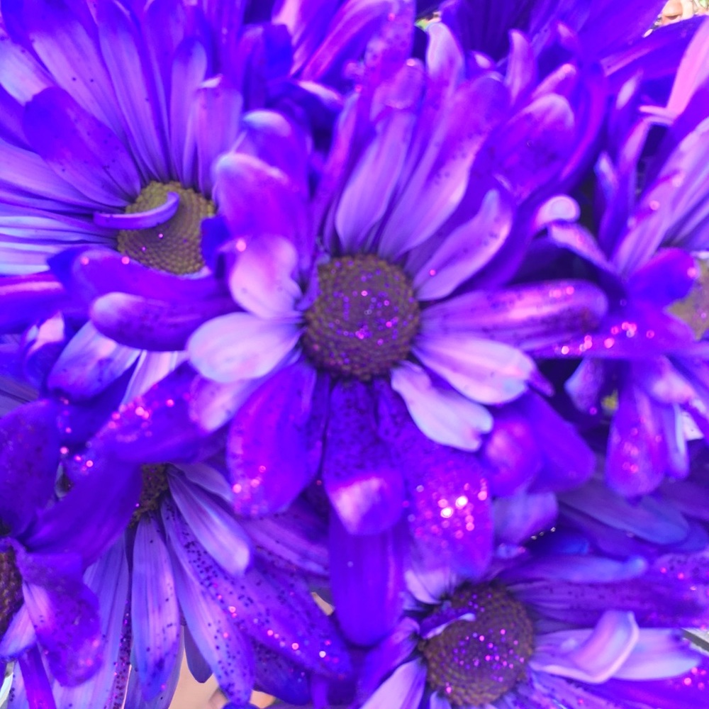 Meet your Posher, Carolina